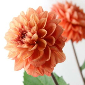 楽天市場 ダリア 生花の通販