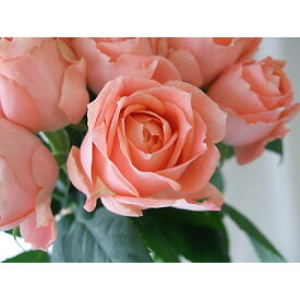 【生花】バラ　ラ・シャンス（ピーチ系）【OT】[5本]