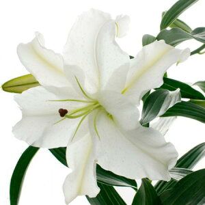 yԁzJTuJij4-5 yOR-13zÓAVÂق[1{]͓F11/11ȍ~