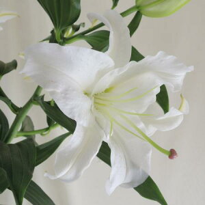 yԁzJTuJi4-5֒xjmقyOR-13z͓F12/16-30[1{]