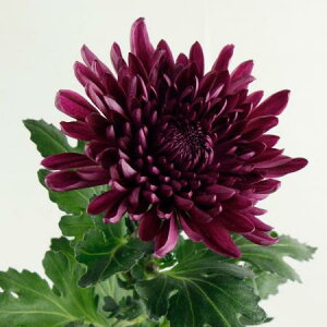 yԁzԋe LTCY`yOR-5z[5{]