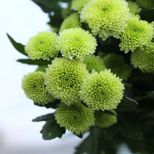 yԁzSP}iO[E||j@i킨܂@|XȂǁyFJz[5{]