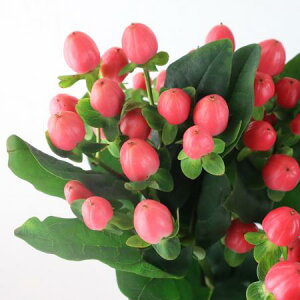 yԁzqyJisNnjTN}XȂǁyOTz[5{]