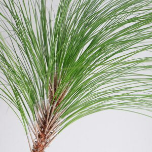 yԁz͂剤@ ͓F12/9̂[5{]