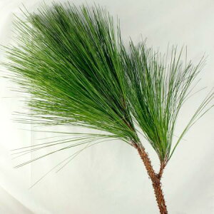 yԁz͂剤@100cmx@1`2 @͓F12/8̂[5{]