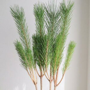 y/\z叼 ͓F12/9ȍ~[2{]