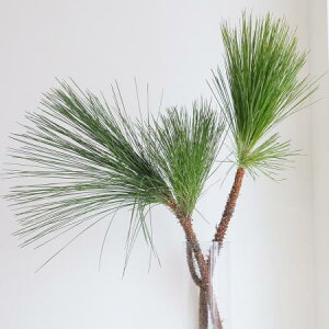 y/[z剤@100cmxi1`2j[5{]