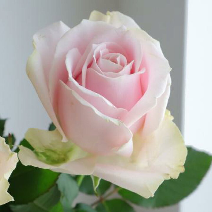 楽天市場 生花 バラ スイートアバランシェ 淡いピンク 5本 花材通販はなどんやアソシエ