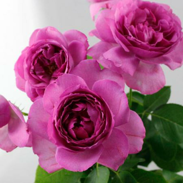 楽天市場 生花 バラ イブピアッチェ 濃いピンク 5本 花材通販はなどんやアソシエ