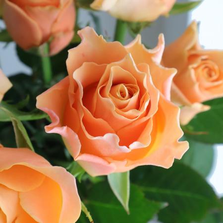 お届日に合わせて仕入れて新鮮なお花を発送 生花 バラ 5本 カルピデューム 公式サイト オレンジ 贈物