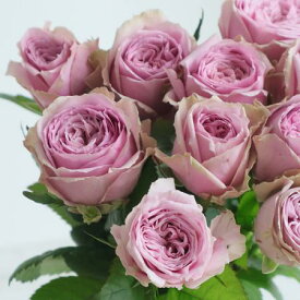 【生花】バラ　ブルーミルフィーユ（ピンク紫）40CM-豊川ひまわりほか【OT】[5本]