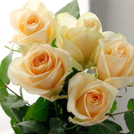 【生花】バラ　ピーチアバランシェ【IT-23】[5本]