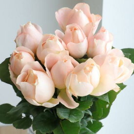 【生花】バラ　アプリコットファンデーション　50cm程度【OT】[5本]