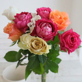 【生花】金田バラ園のバラ　ミックス　30cm 愛知県【OT】[10本]