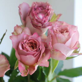 【生花】バラ テナチュール（ブラウン〜ピンク）40cmー【OT】[5本]