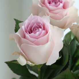 【生花】バラ　リメンブランス（淡いピンク）【OT】[5本]