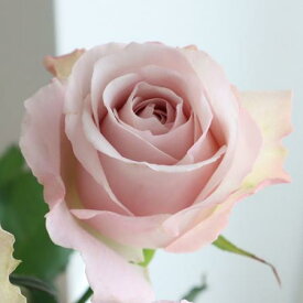 【生花】バラ　ラプソディ+（淡いピンクラベンダー）40CM-【OT】[5本]