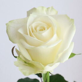 【生花】バラ　アバランシェ（白）【OT】[5本]