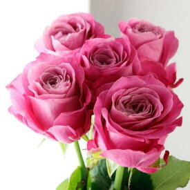 【生花】バラ　オール4ラブ+（濃い目パープルピンク）【OT】[5本]