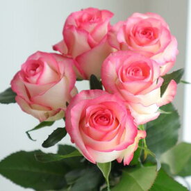 【生花】バラ　ジュミリア　複色ピンク　60センチ程度【IT-23】[5本]