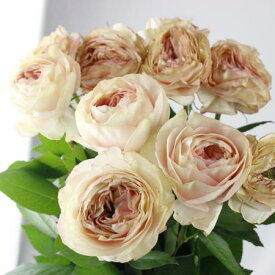 【生花】【後藤ばら園】バラ　ポルトボナー（アンティーククリームピンク系）【OR-13】[5本]