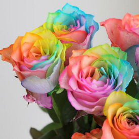 【生花】レインボーローズ（ビビッド） ※染め加工バラ　【早締切-75】※染色加工商品です。[10本]※届日限定：予約1週間前