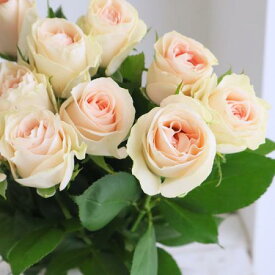 【生花】【後藤ばら園】バラ　マフィーユ（ライトクリームピンク系）【OR-13】[5本]