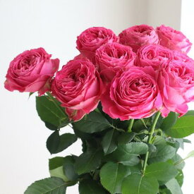 【生花】バラ　ポムグラニット+（ピンク）【OT】[5本]