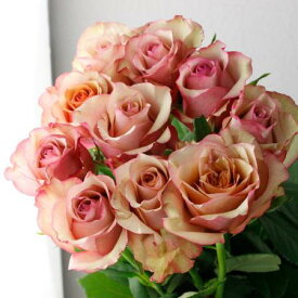 【生花】【後藤バラ園】バラ　ヴィンテージ【OR-13】[5本]