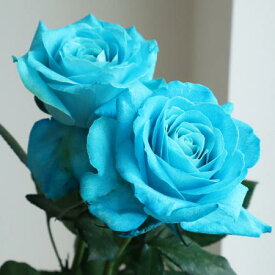 【生花】バラ　染めライトブルー （水色）【早締切-75】※染色加工商品です。[10本]※届日限定：予約1週間前