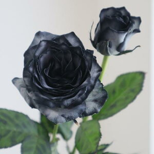 yԁzo@߃ubNiDF`jy-75zFHiłB[10{]͓F\1TԑO