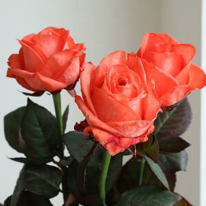 yԁzo@߃bhy-75zFHiłB[10{]͓F\1TԑO