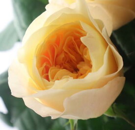 【生花】バラ　ミエルテ（イエロー系カップ咲き）40m程度　前橋バラ組合【OT】[5本]