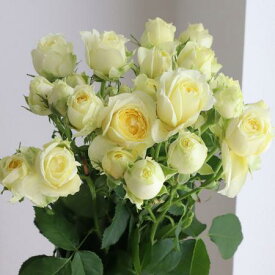 【生花】SPバラ　ピスカップ（淡い黄色・カップ咲き）【OT】[5本]