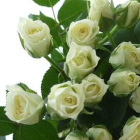 【生花】SPバラおまかせ　白(品種おまかせ)ビビアン、バンビーナホワイトなど【OT】[5本]