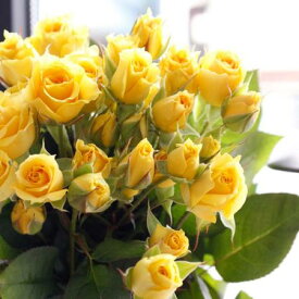 【生花】SPバラおまかせ　黄色（品種おまかせ）シューティングスター、フレアーなど【OT】[5本]