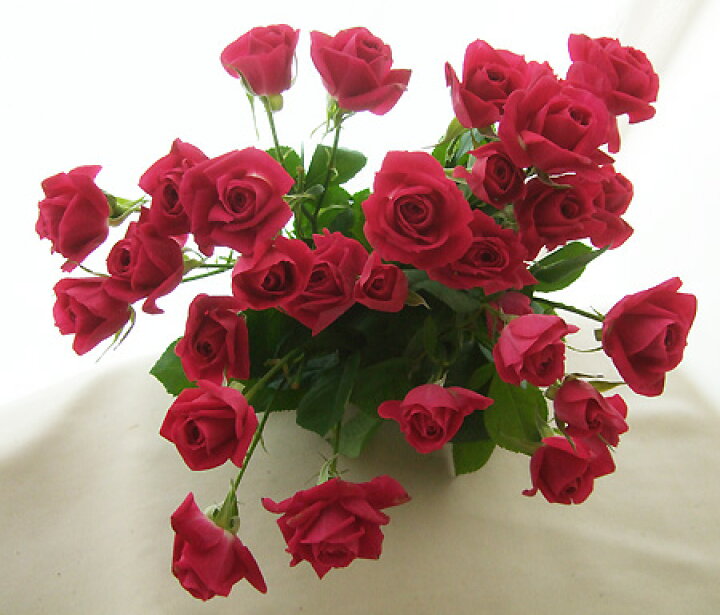 楽天市場 生花 Spバラ アリシア 濃いピンク 5本 花材通販はなどんやアソシエ