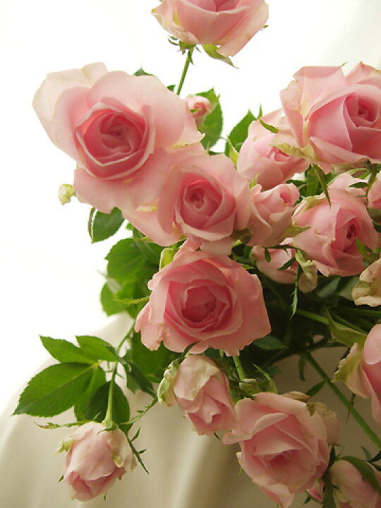 楽天市場 生花 Spバラ バンビーナ ピンク 5本 花材通販はなどんやアソシエ 楽天市場 生花 Spバラ バンビーナ ピンク 5本 花材通販はなどんやアソシエ