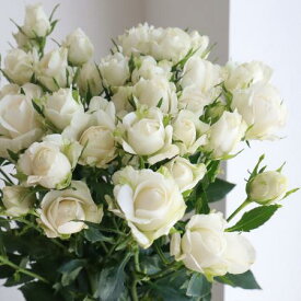 楽天市場 Spバラの通販