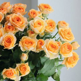 【生花】SPバラ　プラビーダ（淡いオレンジ）40CM【OT】[5本]