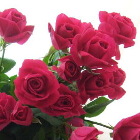 【生花】SPバラおまかせ　濃いピンク（品種おまかせ）アリシア、ラブリーリディアなど【OT】[5本]