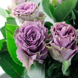【生花】ケニアローズ クラシカルパープル(ライラック) 50cm 【早締切-82】[10本]※届日限定：予約1週間前