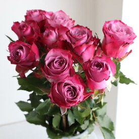 【生花】ケニアローズ ディープパープル　50cm〜【早締切-82】[5本]※届日限定：予約1週間前