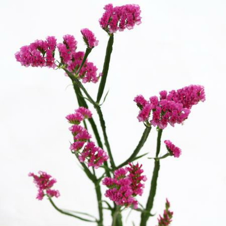 市場 生花 生け花 5本束 スターチス ドライになっても使える 色選べる お供え 葬儀 アレンジメントなどいろんな用途に活用できる花材