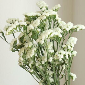 楽天市場 スターチス 花束 切花 花 観葉植物 花 ガーデン Diyの通販 楽天市場 スターチス 花束 切花 花 観葉植物 花 ガーデン Diyの通販