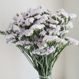 【生花】スターチス　シースルーホワイト（極淡い紫）60cm程度【OR-13】[5本]