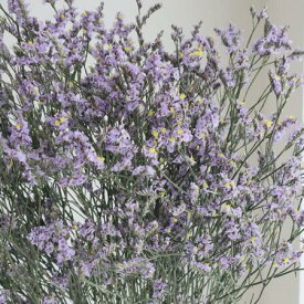 楽天市場 ラベンダー 生花の通販