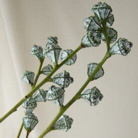 楽天市場 はなどんやアソシエ ユーカリ 生花 花 ガーデン Diy の通販