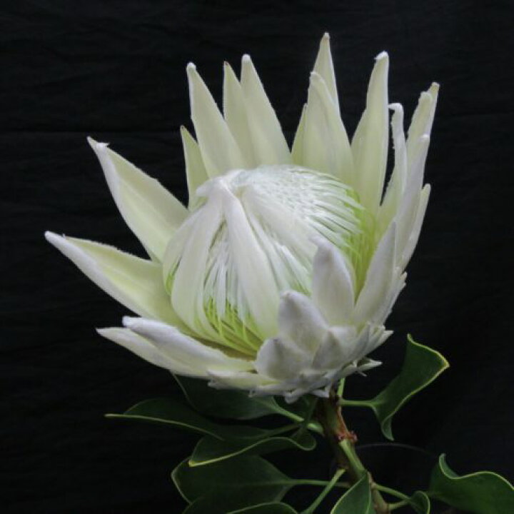 楽天市場 生花 キングプロテア アークティックアイス 白 50cm 南アフリカ産 Or 4本 届日限定 8 17まで 花材通販はなどんやアソシエ