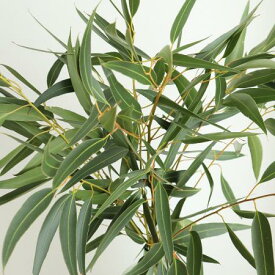 【生花】ユーカリ　ロングリーフ 50〜60cm程度【OR-89】[5本]